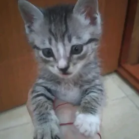 Котёнок