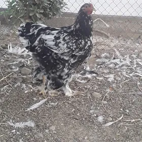 BRAMA