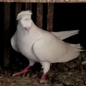 kepderi