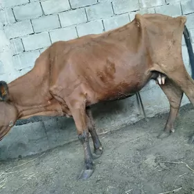 Sygyr