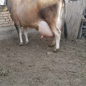 JERSY GOLELI SYGYR
