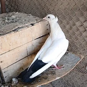 kepder