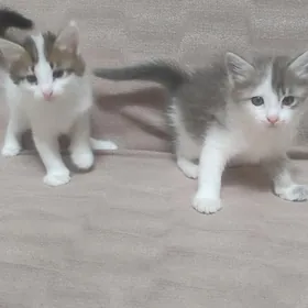 котята