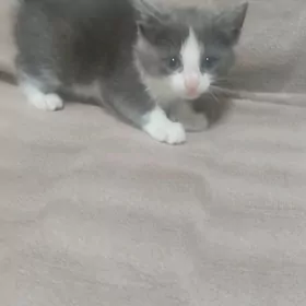 котенок
