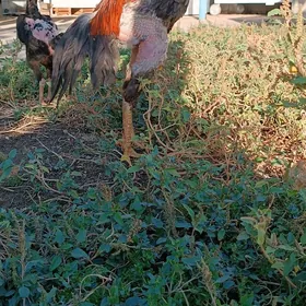 horaz