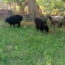 guzylar
