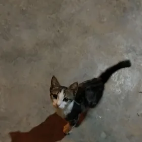 pişik