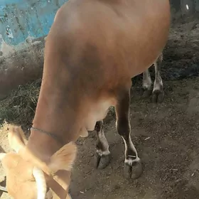 bakylan sygyr