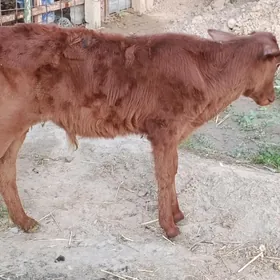 öküz