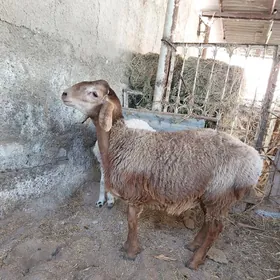 GISSAR tokly