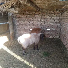 goýun
