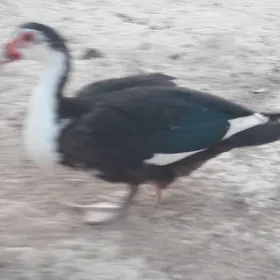 indawutka