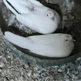 Kepderi