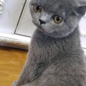 котёнок шотландский