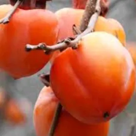 TURK NAHAL HURMA KARALYOK