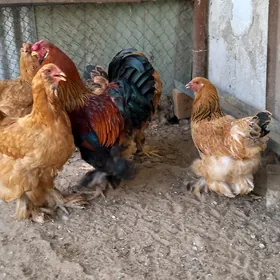 brama towuk horaz