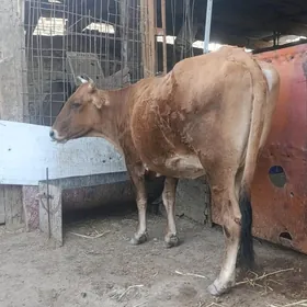 sygyr