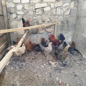 towuklar