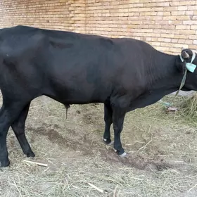 Öküzler