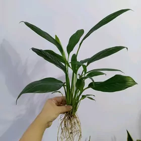 ЖЕНСКОЕ СЧАСТЬЕ