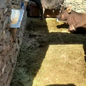 öküz