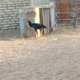 jüje