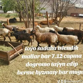 Goýun geçi çebiş