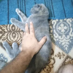шотланка