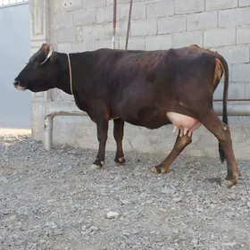 Göleli Sygyr