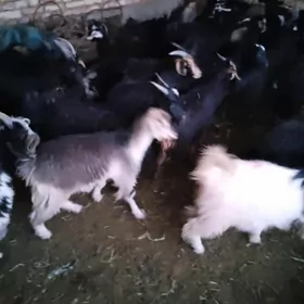 çebiş