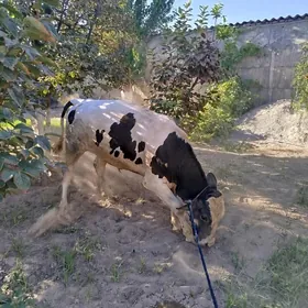 okuz galisdeyin 2sany