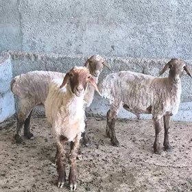 TOKLY BAKYLAN