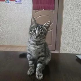 КОШКА