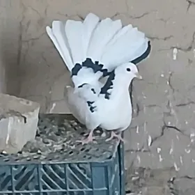 Kepder