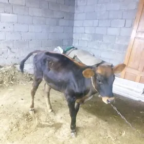 Göle