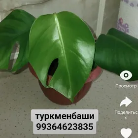 домашние цветы