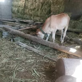 öküzçe swes4.5aylyk