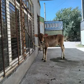 Göleli sygyr
