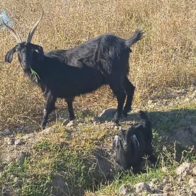 oglakly geçi