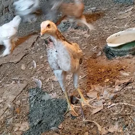 baysow horaz