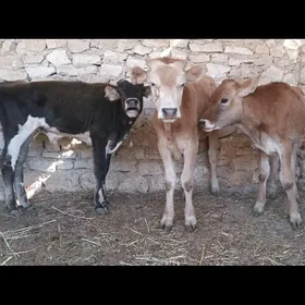 Okuzçeler