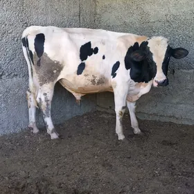 Golişdeýin öküz