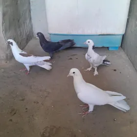 kepderi.