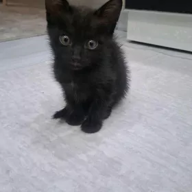 pişik котёнок