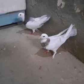 kepderi.