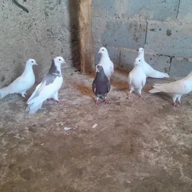 kepderi.