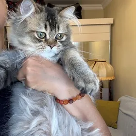 котенок