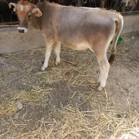 Okuzce