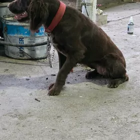 spaniel awcy gujukler