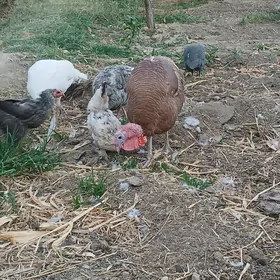 towuk, induk, sesarka